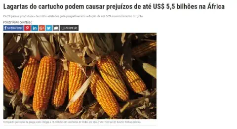 captura de tela de uma matéria jornalística que aborda o impacto econômico da lagarta-do-cartucho na produção