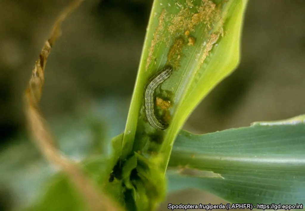 close-up detalhado da lagarta-do-cartucho, Spodoptera frugiperda, uma das pragas mais prejudiciais para a