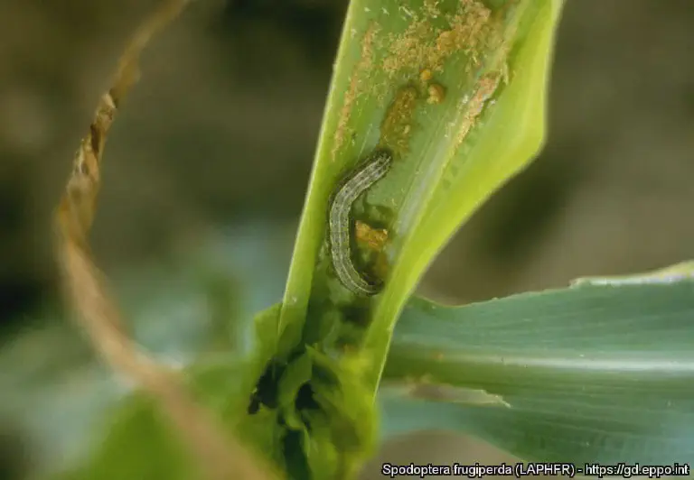 Lagarta-do-cartucho (Spodoptera frugiperda) no milho close-up detalhado da lagarta-do-cartucho, *Spodoptera frugiperda*, uma das pragas mais prejudiciais para a