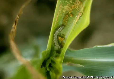 Lagarta-do-cartucho (Spodoptera frugiperda) atacando o milho