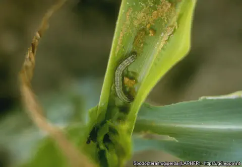 close-up detalhado da lagarta-do-cartucho, *Spodoptera frugiperda*, uma das pragas mais prejudiciais para a