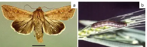 composição de duas fotografias, rotuladas como 'a' e 'b', que ilustram os estágios de vida de uma praga agríco