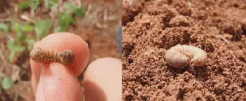 composição de duas fotografias que exibem pragas comuns na agricultura. À esquerda, uma pessoa segura na ponta