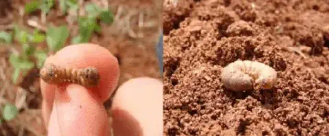 composição de duas fotografias que exibem pragas comuns na agricultura. À esquerda, uma pessoa segura na ponta
