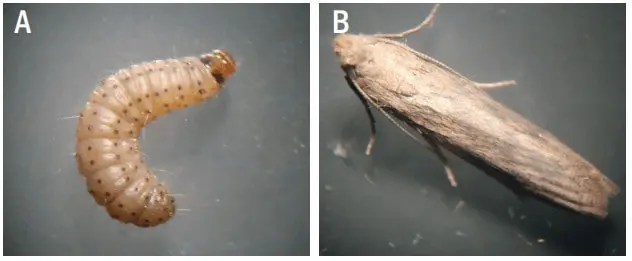 composição de duas fotografias, rotuladas como A e B, que ilustram duas fases distintas do ciclo de vida de um