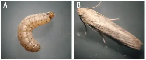 composição de duas fotografias, rotuladas como A e B, que ilustram duas fases distintas do ciclo de vida de um