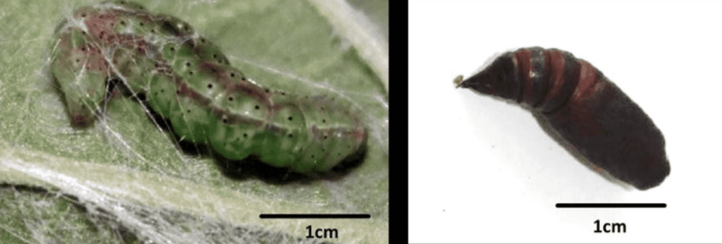 composição de duas fotografias que ilustram estágios distintos do ciclo de vida de um inseto, provavelmente um