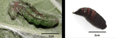 composição de duas fotografias que ilustram estágios distintos do ciclo de vida de um inseto, provavelmente um