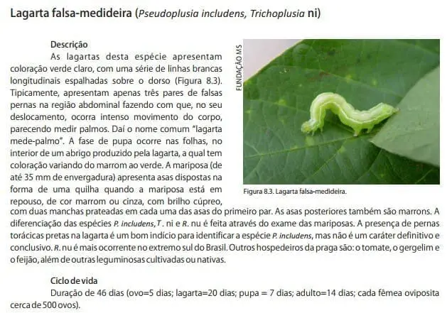 material informativo e técnico sobre a lagarta falsa-medideira, uma praga agrícola comum. Do lado esquerdo, há
