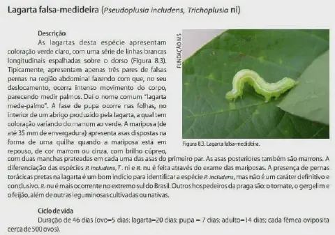 material informativo e técnico sobre a lagarta falsa-medideira, uma praga agrícola comum. Do lado esquerdo, há