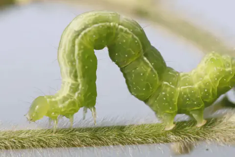 Esta é uma imagem macro de alta definição de uma lagarta verde, popularmente conhecida como lagarta-falsa-medideira (provavel