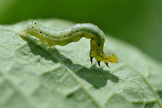 uma fotografia macro de uma lagarta-falsa-medideira (provavelmente do gênero Chrysodeixis ou Rachiplusia), uma