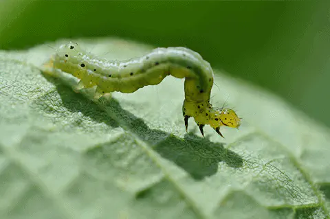 uma fotografia macro de uma lagarta-falsa-medideira (provavelmente do gênero Chrysodeixis ou Rachiplusia), uma