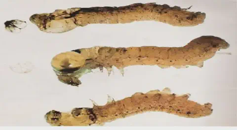 três larvas de inseto, provavelmente uma praga agrícola, dispostas horizontalmente sobre um fundo branco e neu