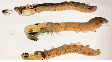 três larvas de inseto, provavelmente uma praga agrícola, dispostas horizontalmente sobre um fundo branco e neu