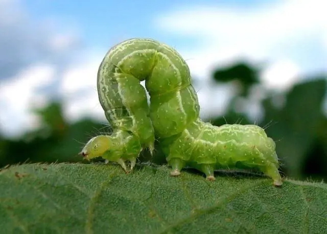 uma fotografia macro de uma lagarta verde, conhecida como lagarta-mede-palmo ou falsa-medideira, sobre a super