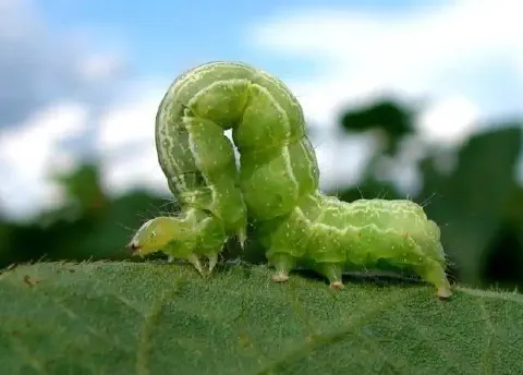 uma fotografia macro de uma lagarta verde, conhecida como lagarta-mede-palmo ou falsa-medideira, sobre a super