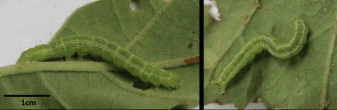 composição de duas fotografias em close-up que exibem uma lagarta-mede-palmo (família Geometridae) sobre uma f
