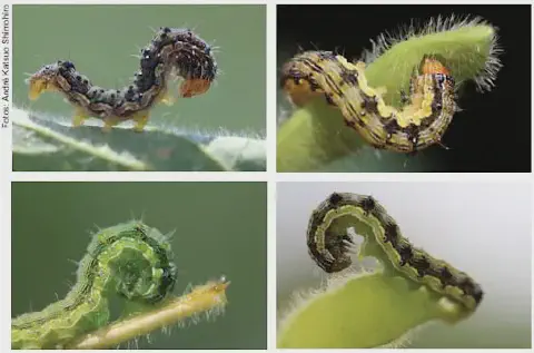 composição de quatro fotografias em close-up, mostrando diferentes lagartas, provavelmente da família Geometri