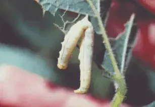 close-up de uma lagarta-mede-palmo (família Geometridae) em uma folha. O inseto, de coloração clara, entre