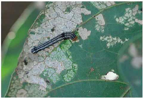 close-up de uma lagarta sobre uma folha verde de uma planta. A lagarta possui um corpo escuro, segmentado,
