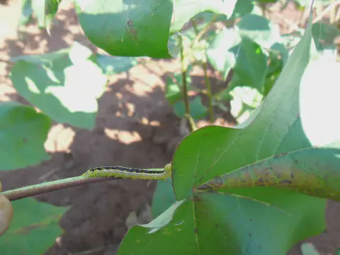 herbicida para algodão