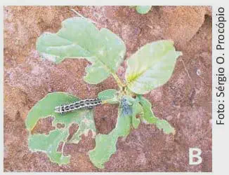 Lagarta na Lavoura: Identificação de Danos em Plantas close-up de uma planta jovem em estágio inicial de desenvolvimento