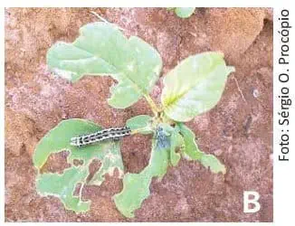 close-up de uma planta jovem em estágio inicial de desenvolvimento