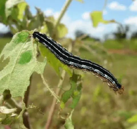 close-up de uma lagarta preta com listras brancas longitudinais, identificada como uma praga agrícola, poss