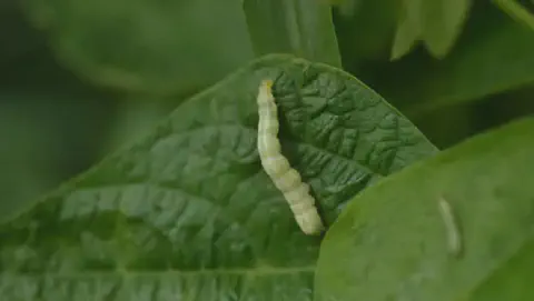 Close-up de uma lagarta falsa-medideira de cor verde-clara se alimentando de uma folha de soja.
