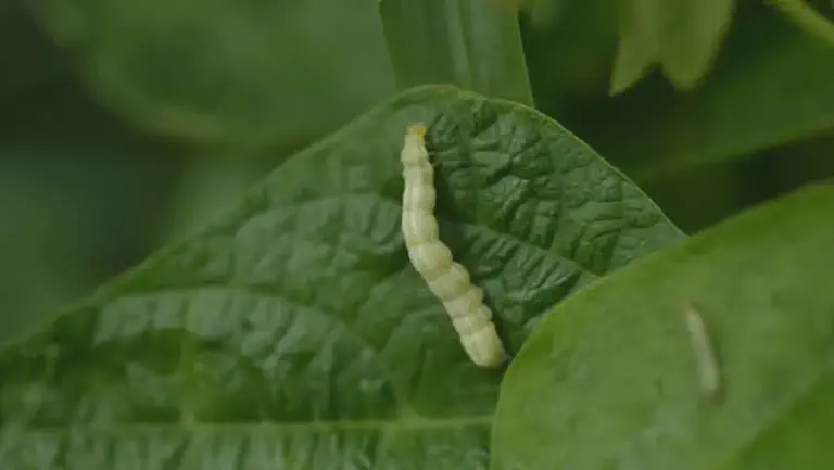 Lagarta na Lavoura: Identificação e Controle de Pragas Close-up de uma lagarta falsa-medideira de cor verde-clara se alimentando de uma folha de soja.