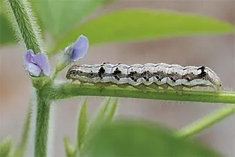 close-up detalhado de uma lagarta sobre o caule verde e piloso de uma planta, provavelmente soja, em fase d