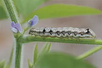 close-up detalhado de uma lagarta sobre o caule verde e piloso de uma planta, provavelmente soja, em fase d