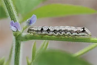 close-up detalhado de uma lagarta sobre o caule verde e piloso de uma planta, provavelmente soja, em fase d