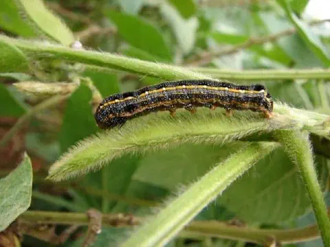 close-up detalhado de uma lagarta sobre o caule de uma planta de soja. A lagarta, provavelmente uma praga a