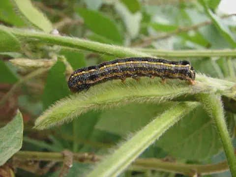 close-up detalhado de uma lagarta sobre o caule de uma planta de soja. A lagarta, provavelmente uma praga a