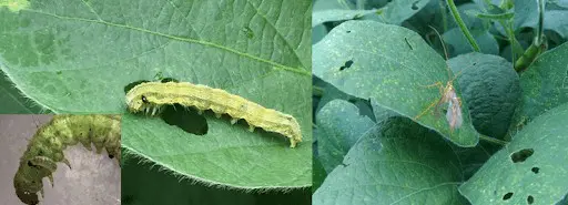 composição de três fotografias que ilustram uma praga agrícola, provavelmente a lagarta-falsa-medideira (Chrys