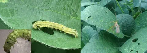 composição de três fotografias que ilustram uma praga agrícola, provavelmente a lagarta-falsa-medideira (Chrys