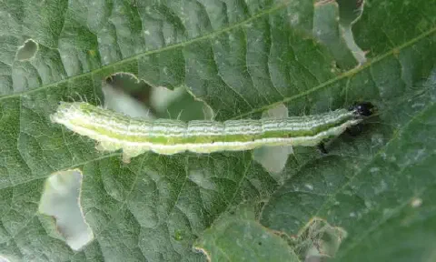 close-up de uma lagarta verde sobre uma folha de planta, também verde. A lagarta, provavelmente uma falsa-m