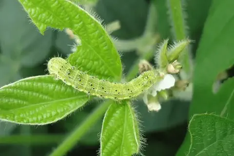 close-up detalhado de uma lagarta verde-clara, com múltiplos pontos pretos e finos pelos ao longo do corpo,