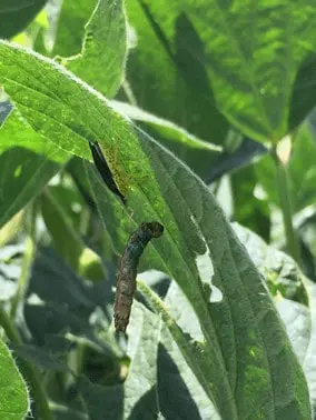 close-up de uma lagarta em uma folha de soja. A lagarta, de coloração escura entre marrom e verde, está pos
