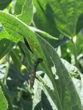 close-up de uma lagarta em uma folha de soja. A lagarta, de coloração escura entre marrom e verde, está pos