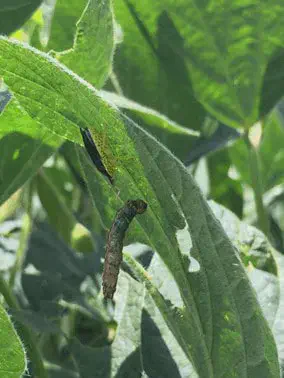 close-up de uma lagarta em uma folha de soja. A lagarta, de coloração escura entre marrom e verde, está pos