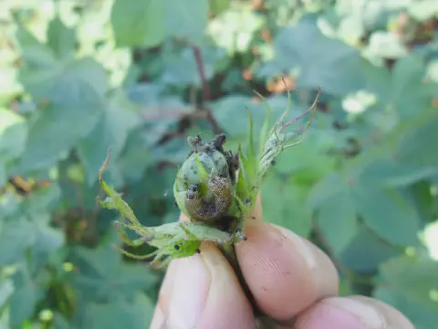 close-up da mão de um agricultor inspecionando uma maçã de algodão com lagarta