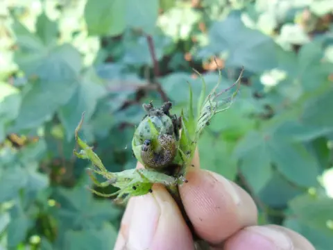 close-up da mão de um agricultor inspecionando uma maçã de algodão com lagarta