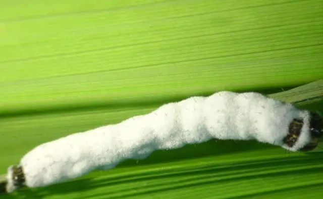 uma fotografia macro de uma lagarta sobre uma folha verde, provavelmente de uma cultura agrícola como milho ou