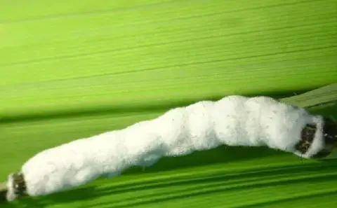 fotografia macro de uma lagarta sobre uma folha verde sendo atacada por fungo