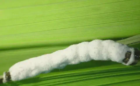 fotografia macro de uma lagarta sobre uma folha verde sendo atacada por fungo