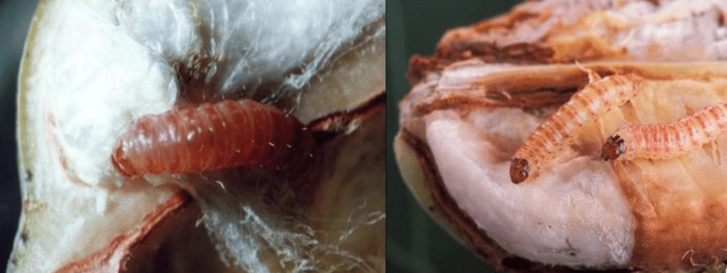composição de duas fotografias em close-up que mostram a lagarta-rosada (Pectinophora gossypiella) infestando