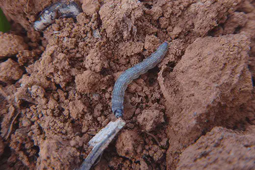 Lagarta-rosca: Como identificar e controlar esta praga close-up de uma lagarta-rosca (provavelmente do gênero Agrotis) sobre um solo de textura argilosa e cor av